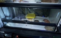Gecko reptiles for sale: 2 Female leopard geckos and Crested gecko for sale - Image 4
