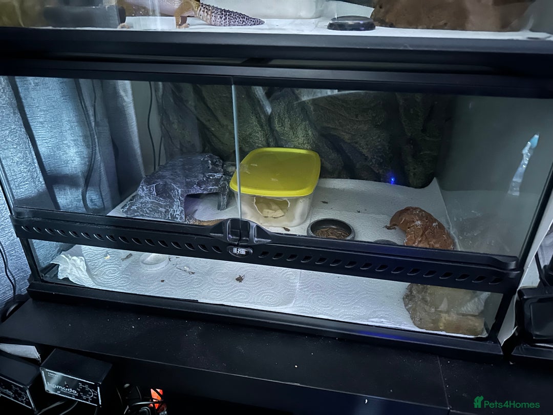 Gecko reptiles for sale: 2 Female leopard geckos and Crested gecko for sale - Image 4