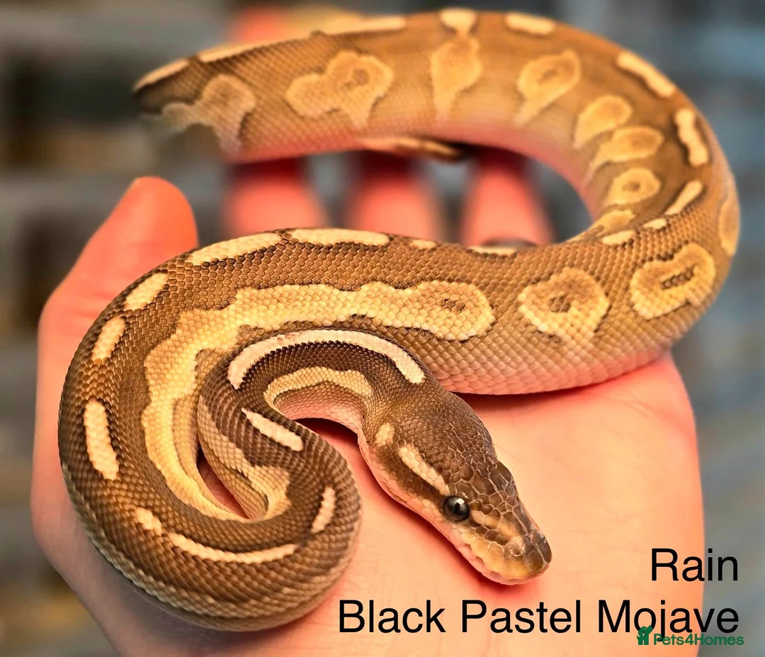 Python Snake reptiles for sale: Rain, the Royal Python - 1 Year 9 Months in Billingham - Advert 1