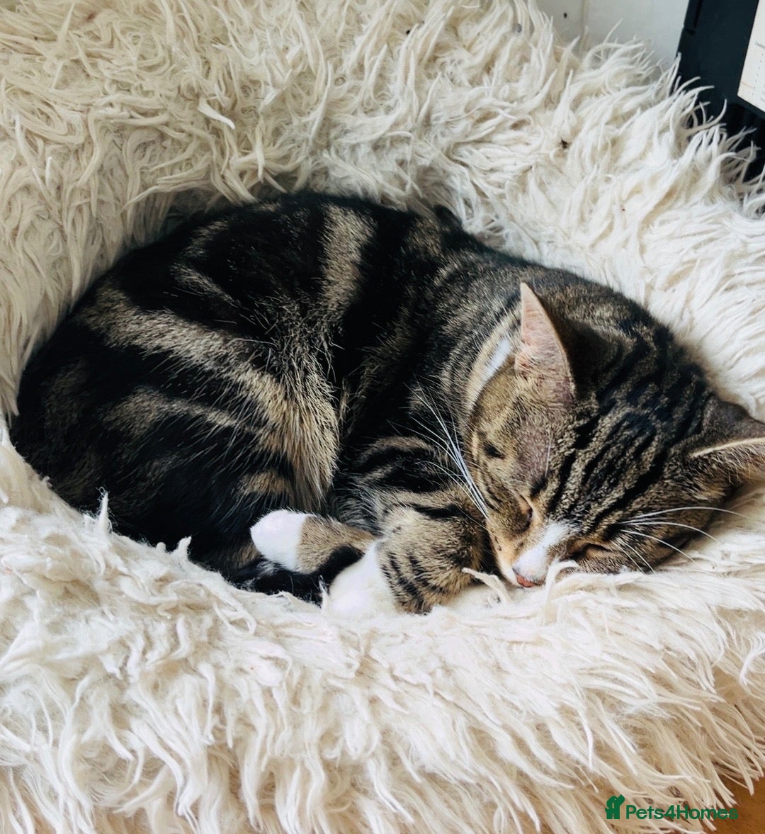 Mixed Breed cats for sale: Pixie  - Advert 1