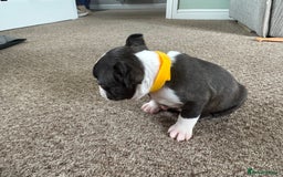 Boston Terrier dogs for sale: Beautiful Boston Terrier Puppies for Loving Homes - Image 8