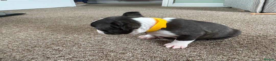 Yellow collar girl