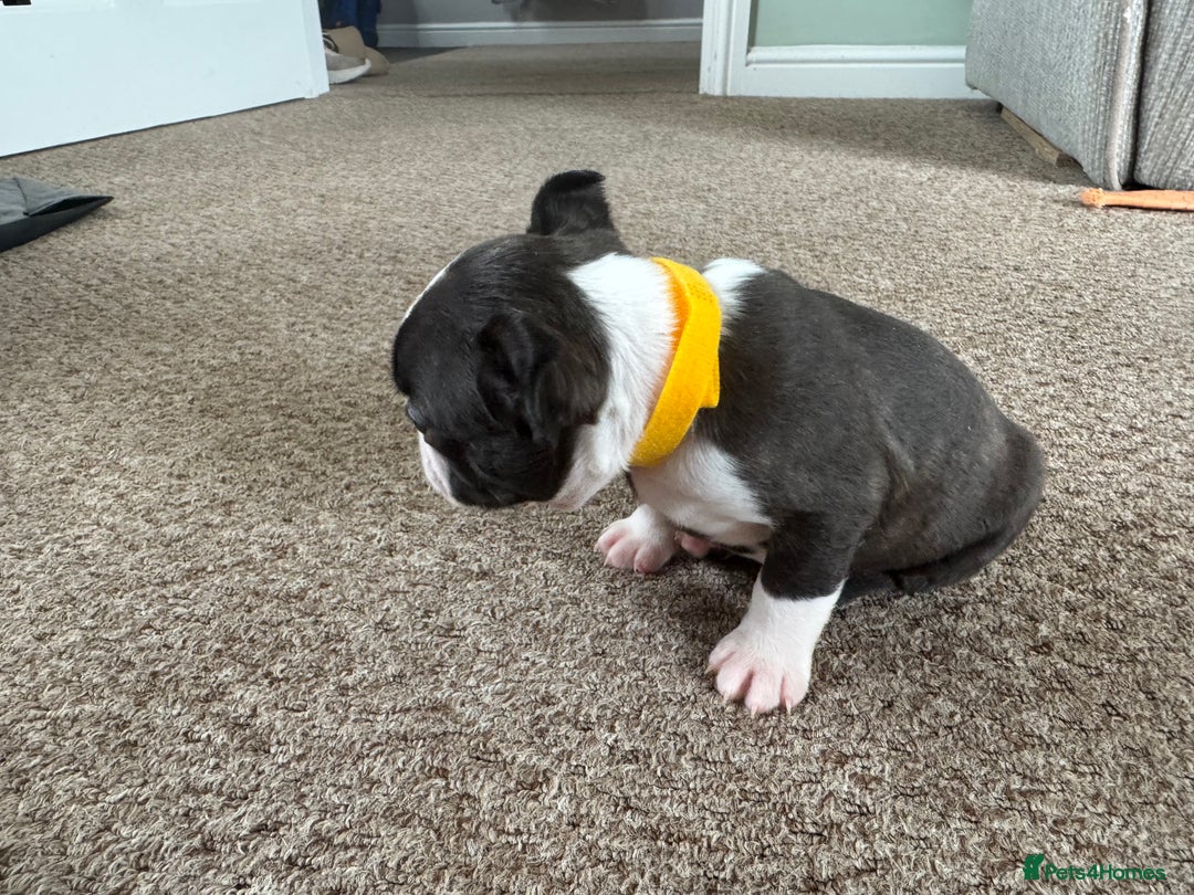 Boston Terrier dogs for sale: Beautiful Boston Terrier Puppies for Loving Homes - Image 8