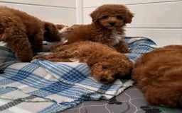 Cavapoo dogs for sale: Cavapoo puppies  - Advert 3