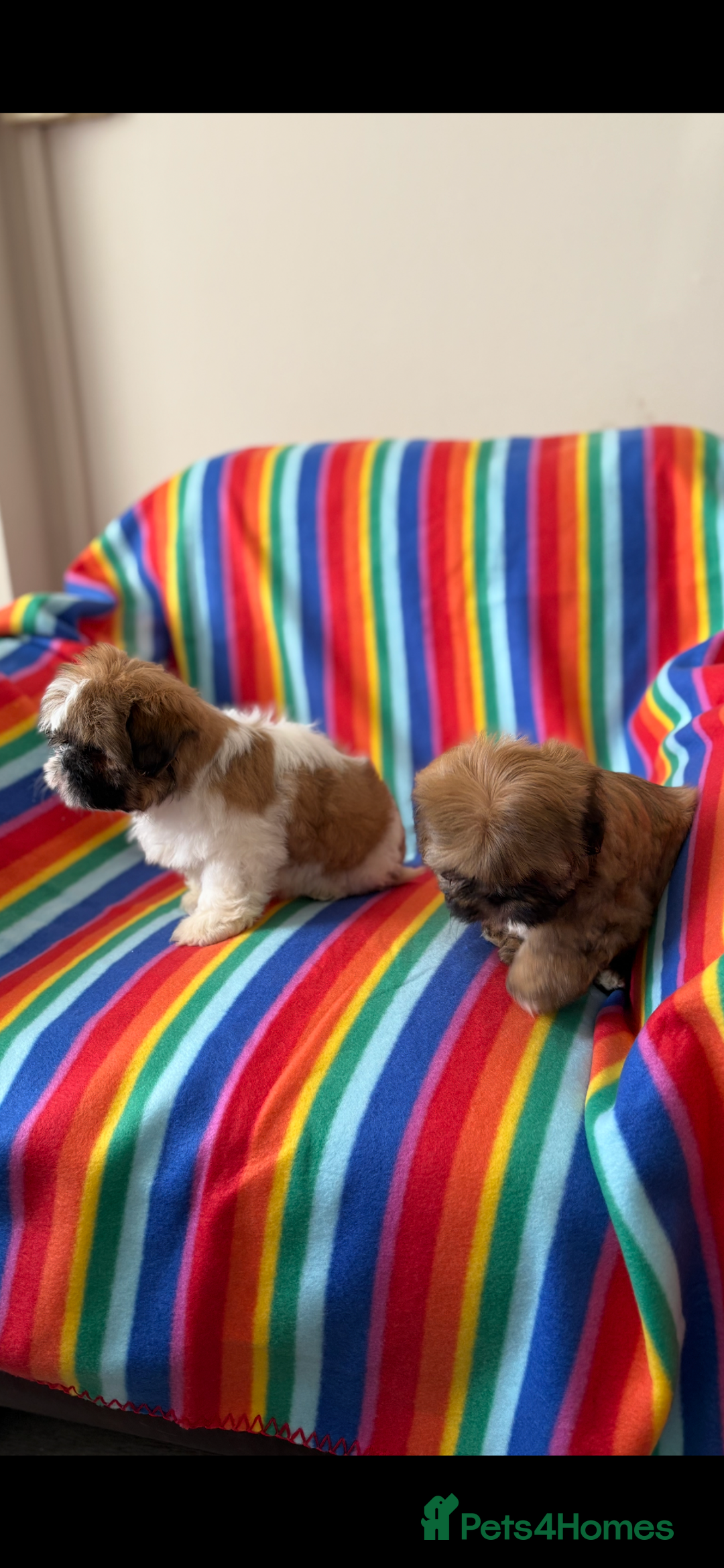Shih Tzu dogs for sale: Shitzu - Image 2