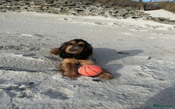 Cocker Spaniel dogs for sale: Looking to rehome our beautiful cocker spaniel  - Image 8