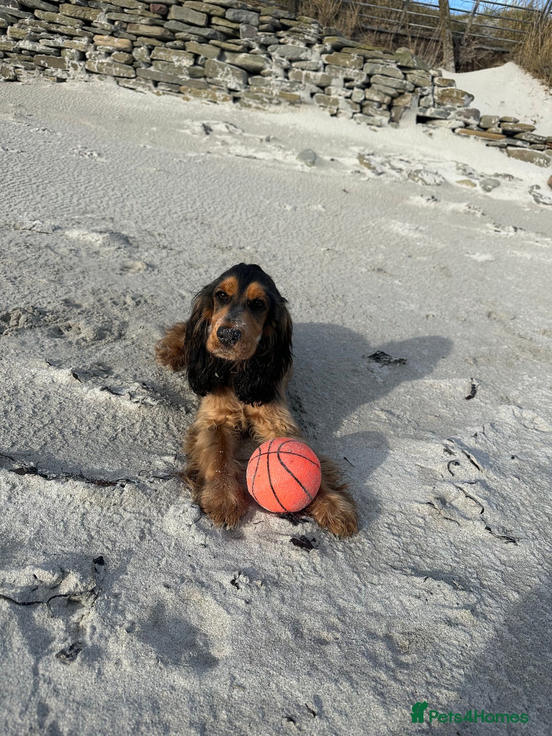 Cocker Spaniel dogs for sale: Looking to rehome our beautiful cocker spaniel  - Image 8