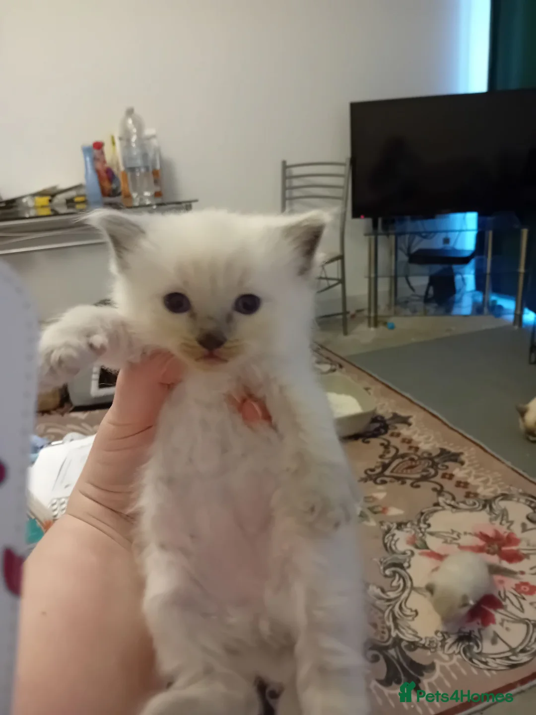 Ragdoll cats for sale: Ragdoll pure breed kittens  - Advert 2