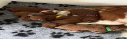 Cavapoo dogs for sale: F1 Red Toy Cavapoo Puppies 5* home bred DNA  - Advert 21