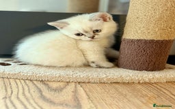 Scottish Fold cats for sale: Scotish fold - Image 3