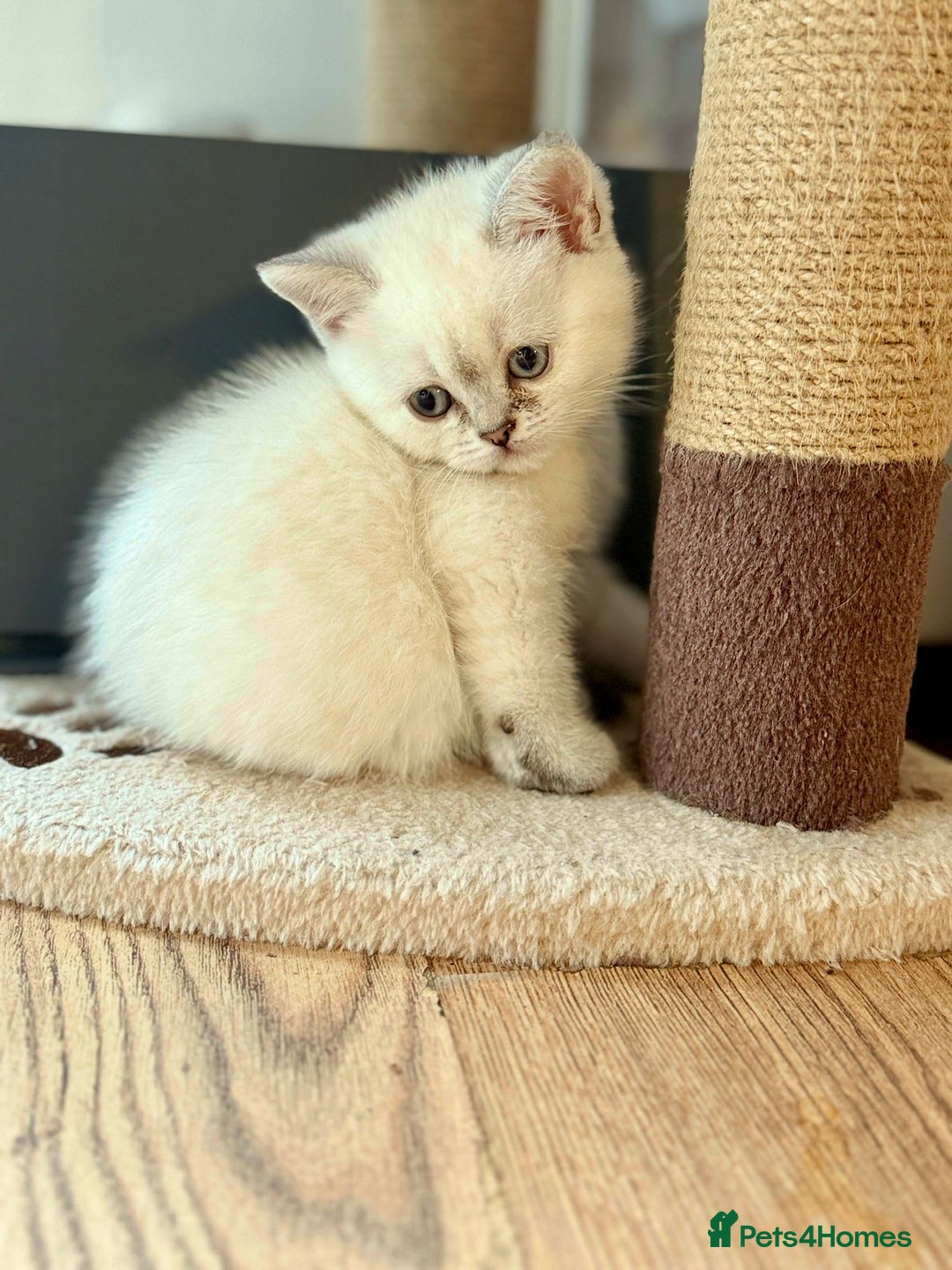 Scottish Fold cats for sale: Scotish fold - Image 3