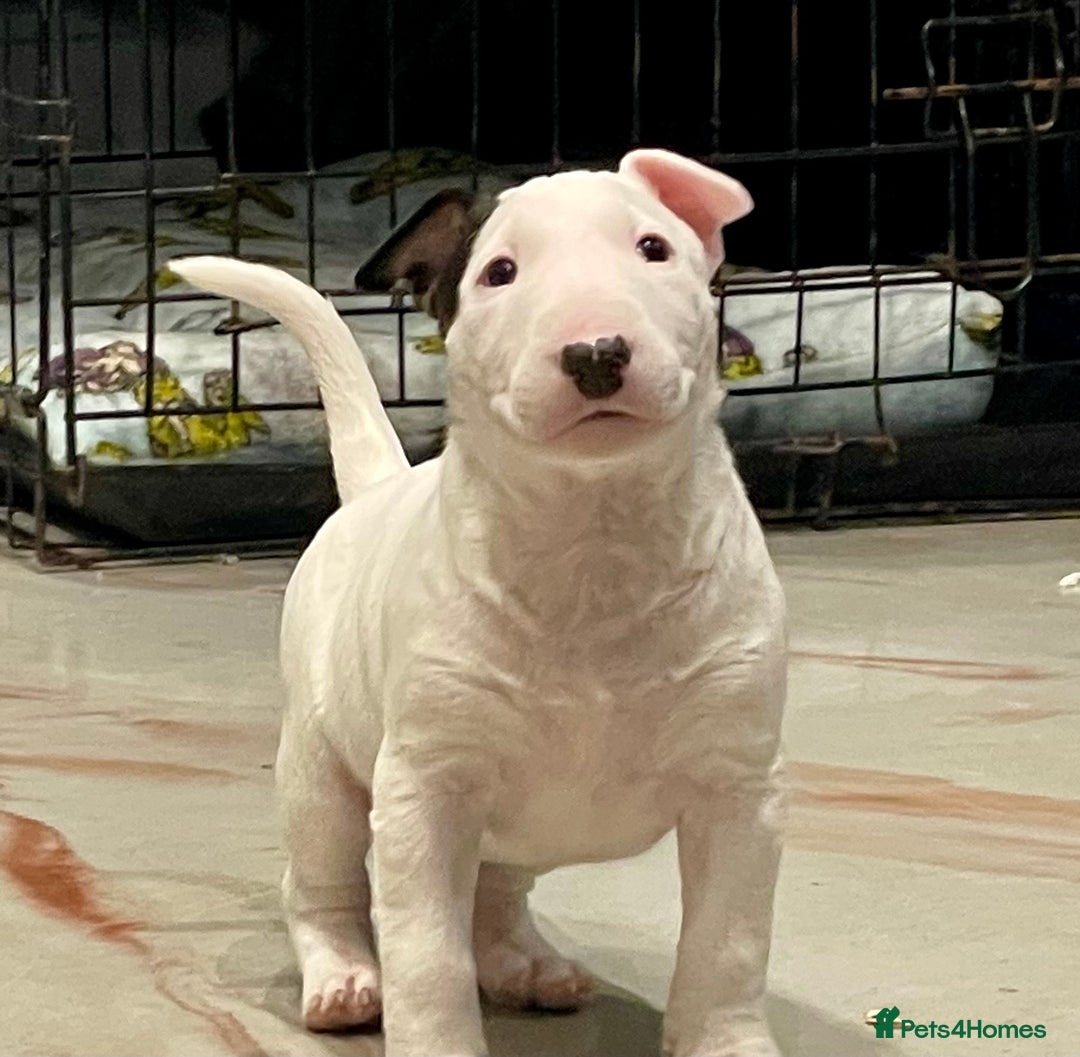 English Bull Terrier dogs for sale: Puppies Available  - Image 26