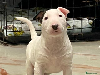 English Bull Terrier dogs - Advert 1