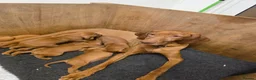 Hungarian Vizsla dogs for sale: KC registered Hungarian vizsla pups - Advert 5