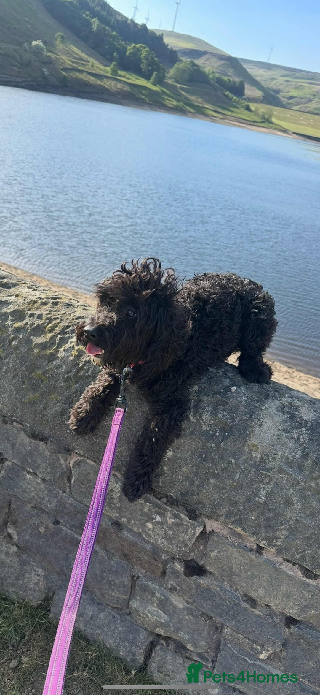 Cockapoo dogs for sale: Cockerpoo For rehome - Image 2