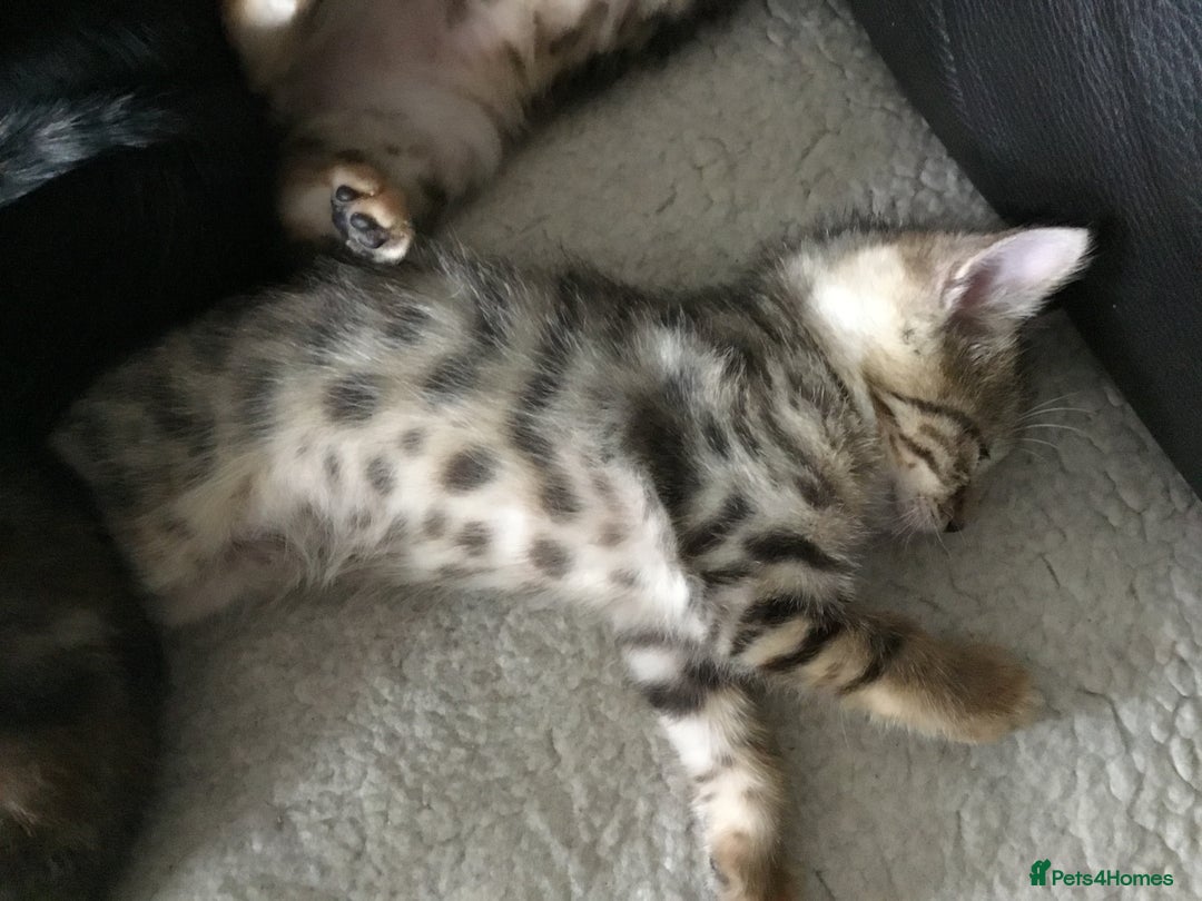 Bengal cats for sale: Cute and fluffy half Bengal kittens  - Image 29