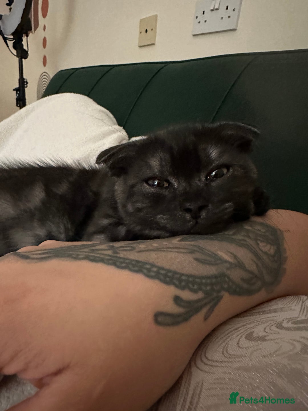 Scottish Fold cats for sale: Adorable 3 Months Old Scottish Fold Boy - Image 7