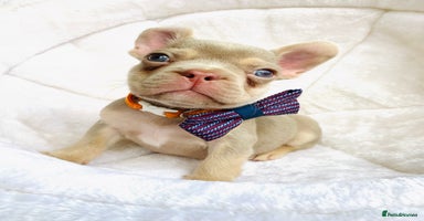 French Bulldog dogs - Advert 7
