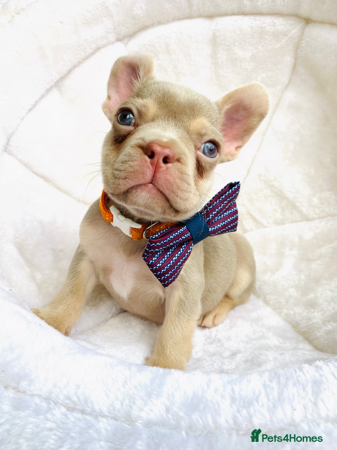 French Bulldog dogs for sale: NEWSHADE ISABELLA MALE FRENCH BULLDOGS - Image 3