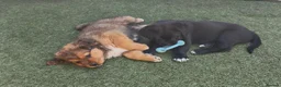 Central Asian Shepherd dogs for sale: Central Asian Shepard - Advert 27