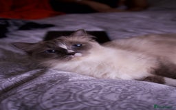 Ragdoll cats for sale: Pure Ped Ragdoll Kitten – Mum GCCF – Ready Aug 11 - Image 7