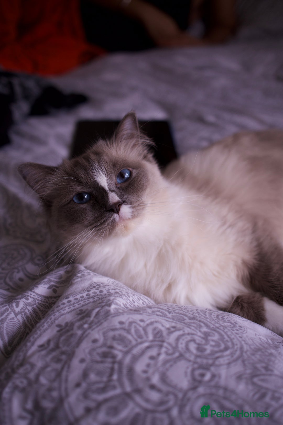 Ragdoll cats for sale: Pure Ped Ragdoll Kitten – Mum GCCF – Ready Aug 11 - Image 7