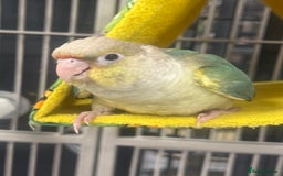Parakeets birds for sale: Adorable Handreared beautiful baby Conures  - Image 4