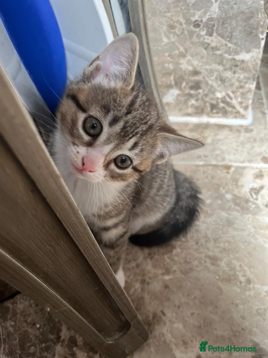 Mixed Breed cats for sale: Tabby kitten with white boots  - Advert 5