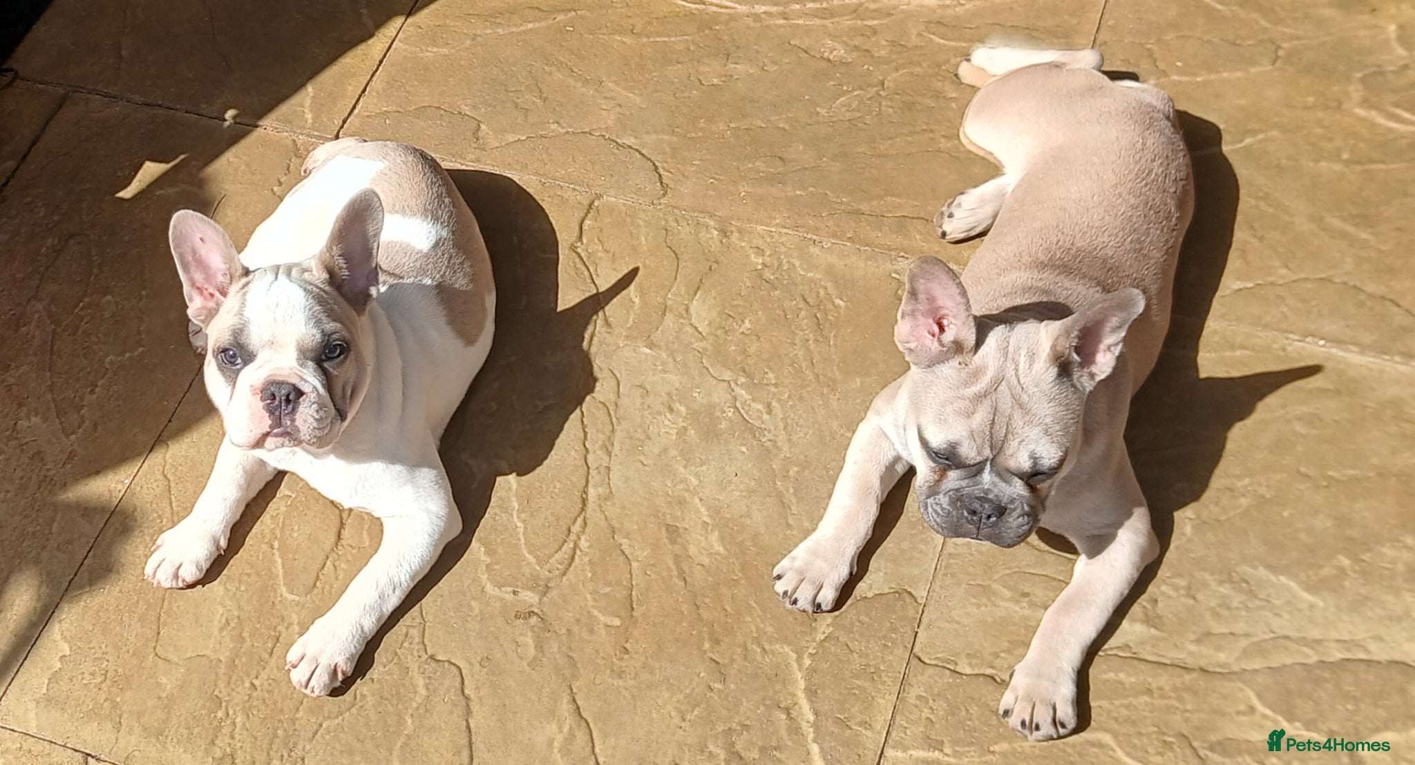 French Bulldog dogs Reduced £1500 2 Beautiful French Bulldog - Advert 7