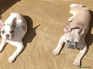 French Bulldog dogs Reduced £1500 2 Beautiful French Bulldog - Advert 6