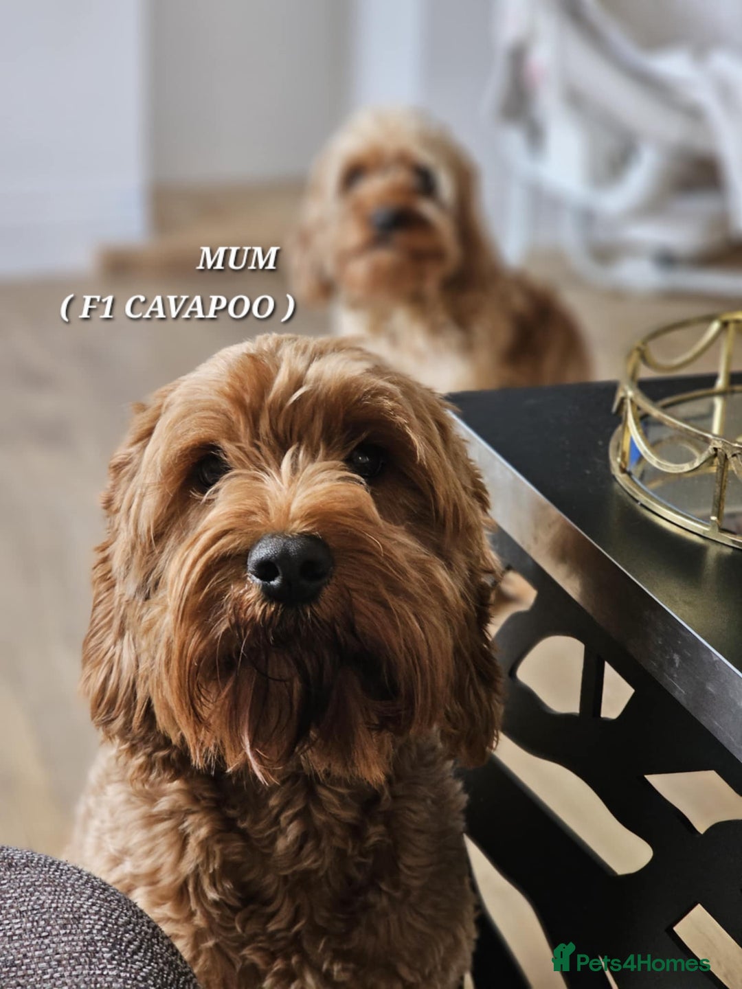 Cavapoo dogs for sale: Adorable F1b Cavapoo Puppies Ready 15th November - Image 4