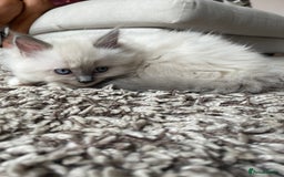 Ragdoll cats for sale: 3 Year Old Beautiful Female Ragdoll  - Image 29