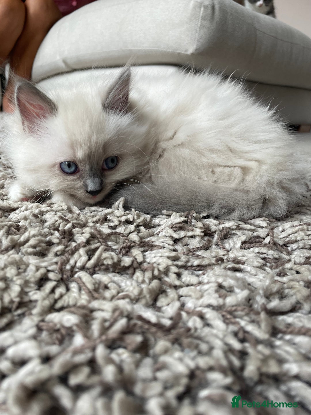 Ragdoll cats for sale: 3 Year Old Beautiful Female Ragdoll  - Image 29