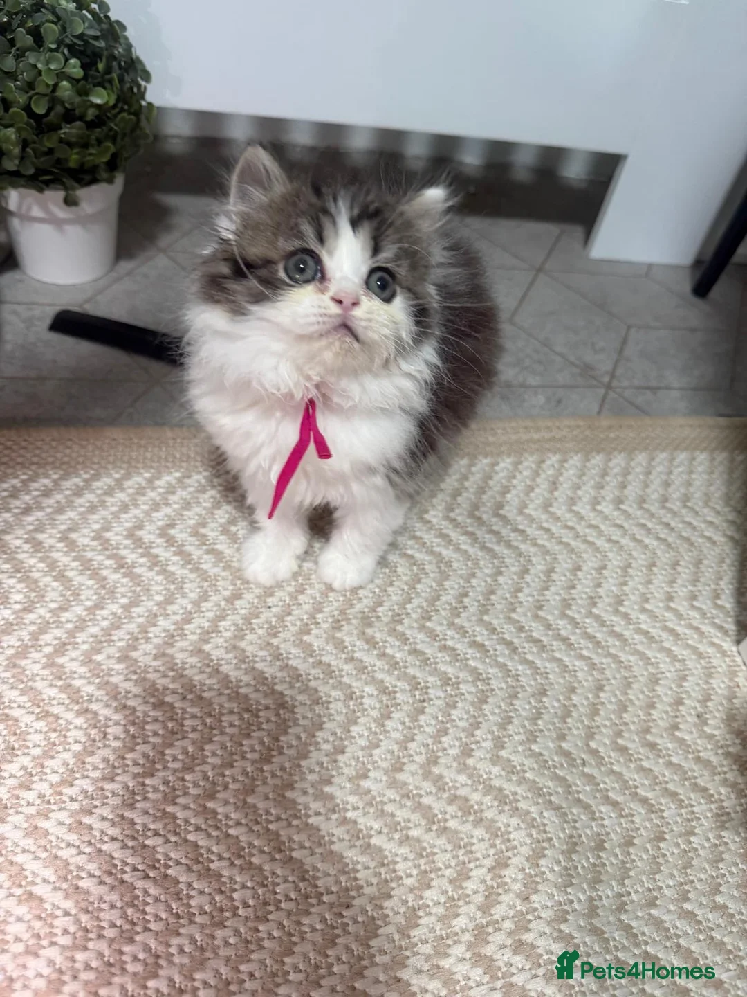 Persian cats for sale: Taking bookings for next litter  - Advert 2