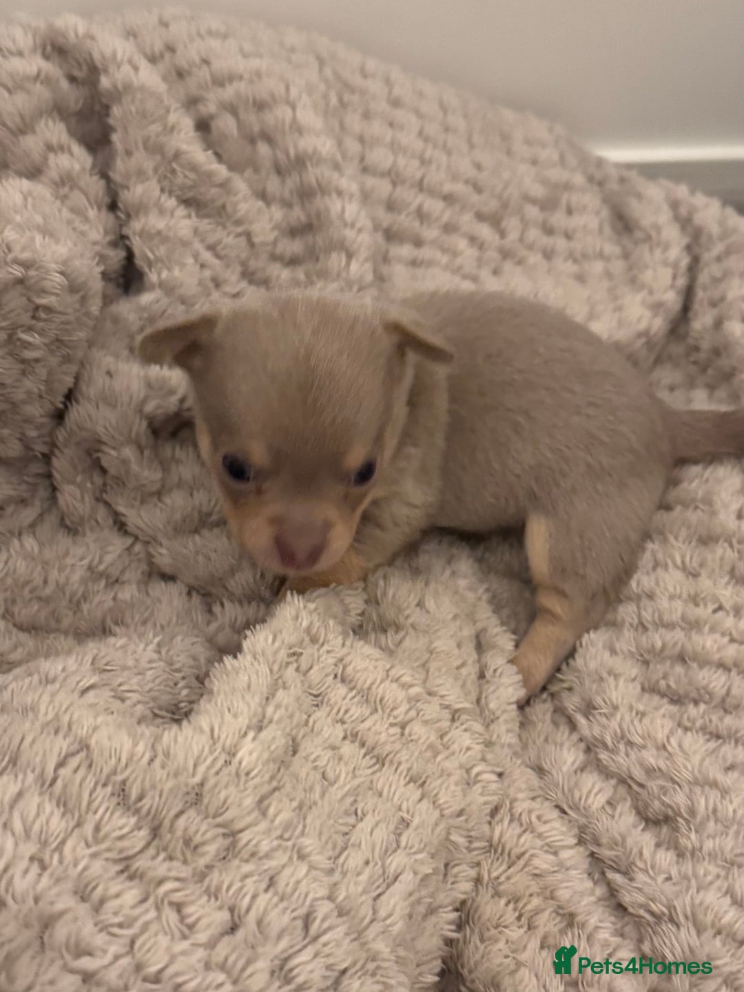 Chihuahua dogs for sale: 7 Amazing Beautiful Chihuahua’s  - Advert 4