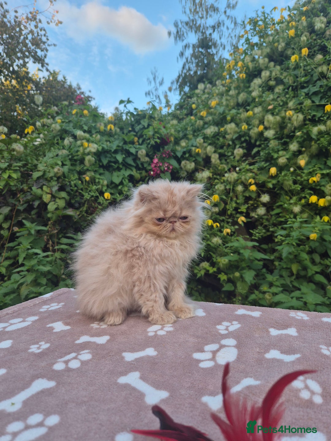 Exotic cats for sale: 💙READY NOW💙🏆Champion sired boys💙 😸  - Image 6