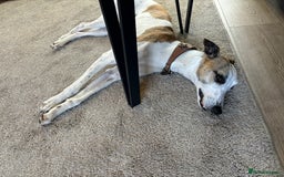 Whippet dogs for sale: K.c2 year old male whippet kennel club registered  - Image 17