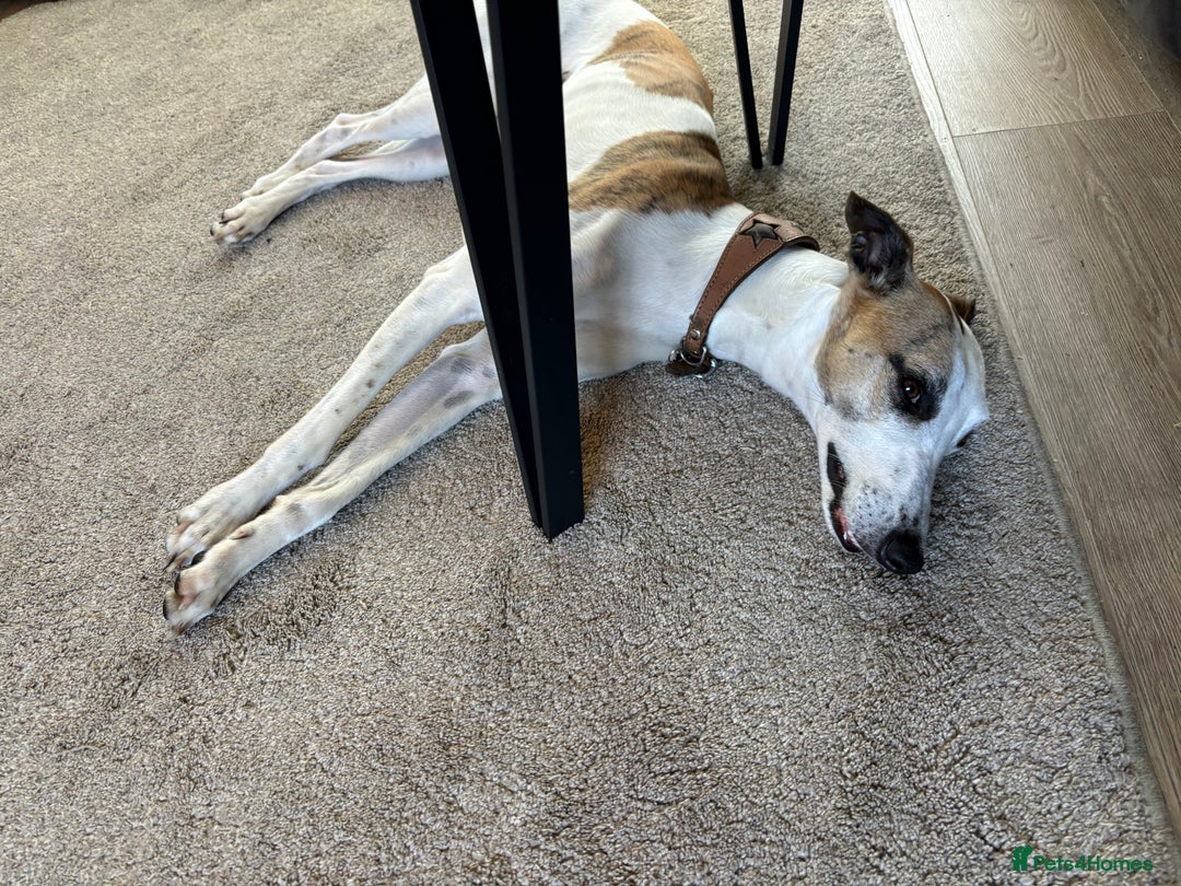 Whippet dogs for sale: K.c2 year old male whippet kennel club registered  - Image 17