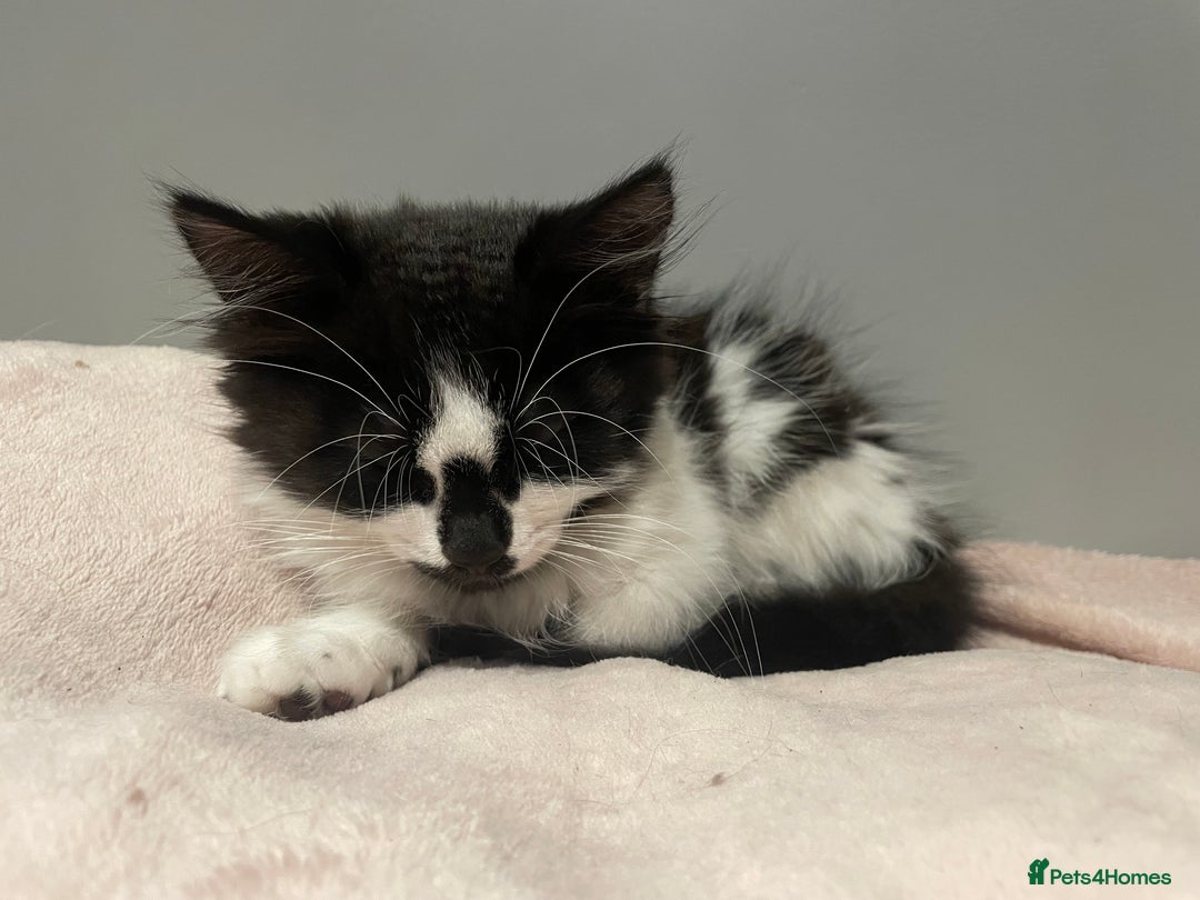 Mixed Breed cats for sale: Black and white mixed cat  - Image 1
