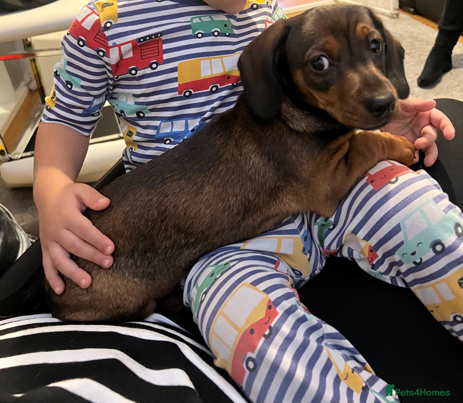 Dachshund dogs Lovely 1 year old male dachshund - Advert 1