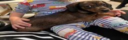 Dachshund dogs for sale: Lovely 1 year old male dachshund in Sevenoaks - Advert 1