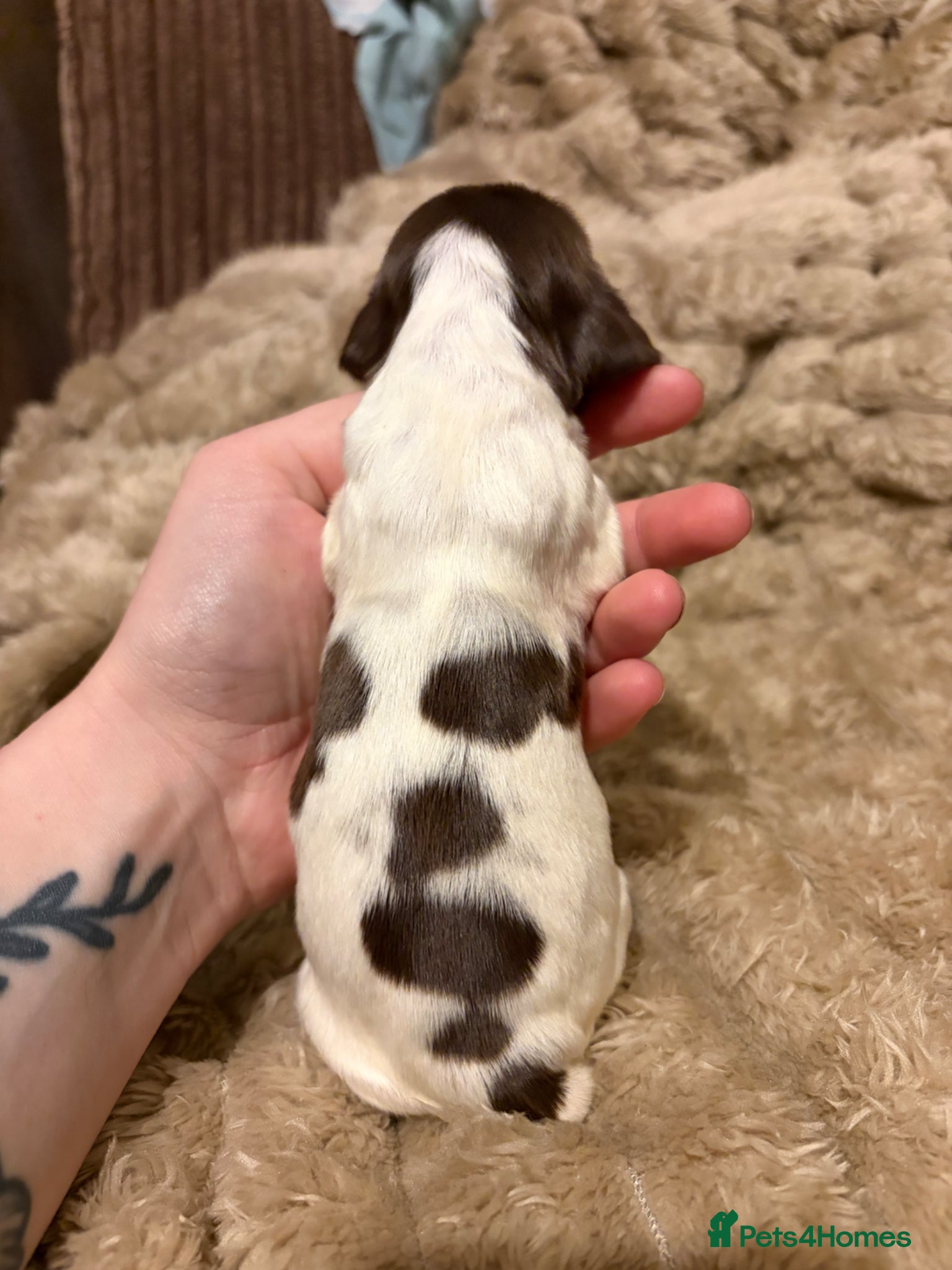 Cocker Spaniel dogs Show cocker pups Serbia import lines  - Advert 18