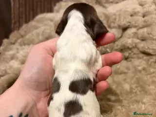 Cocker Spaniel dogs Show cocker pups Serbia import lines - Advert 18