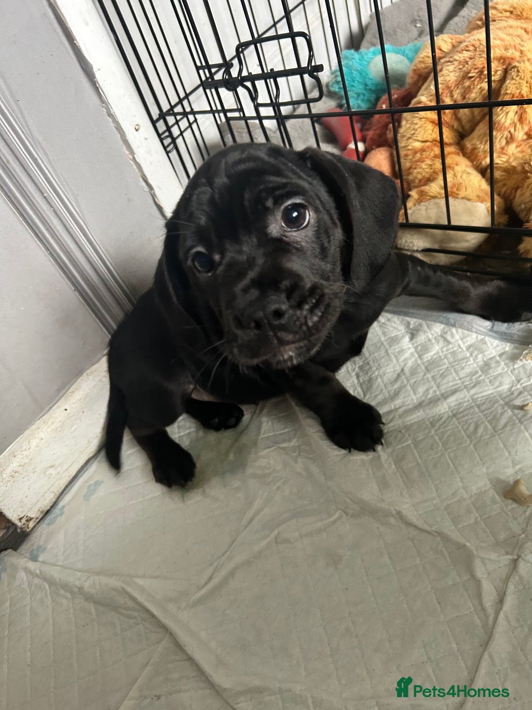 Mixed Breed dogs for sale: Frocker puppies for sale  - Image 15