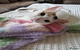 Domestic Shorthair cats for sale: Poppy and Rosie Rehoming.  - Image 10
