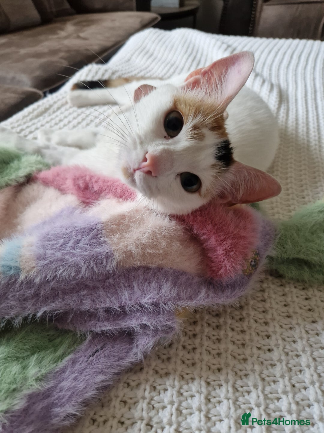 Domestic Shorthair cats for sale: Poppy and Rosie Rehoming.  - Image 10