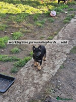 German Shepherd dogs Working line germanshepherds - Advert 2