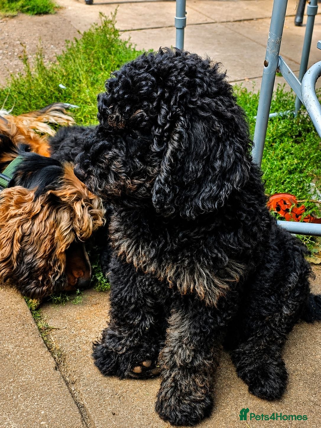 Cockapoo dogs Health Tested F1b Cockapoo Puppies - Advert 2
