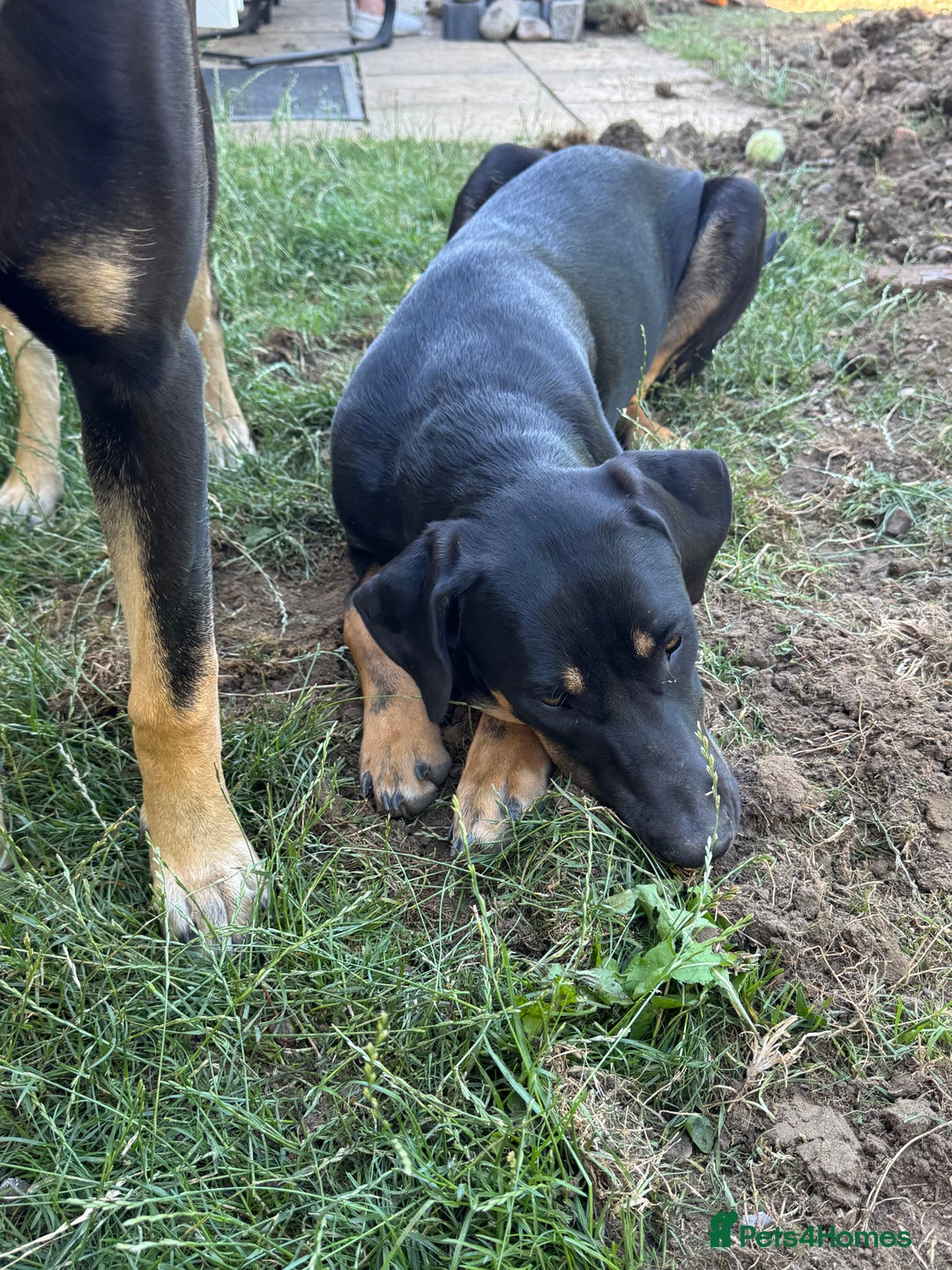 Mixed Breed dogs for sale: 2 beautiful ridgebacks  - Image 1