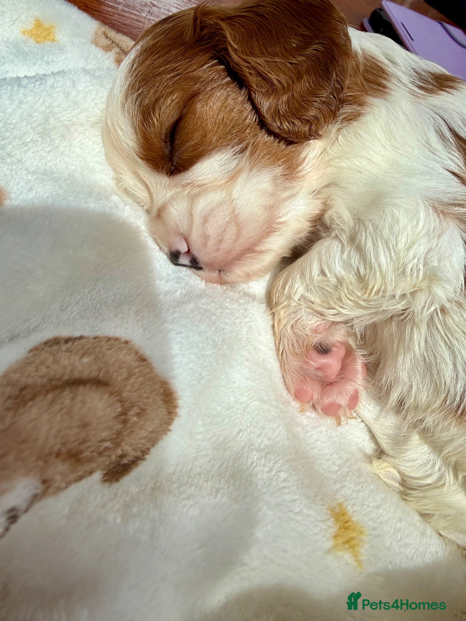 Cavalier King Charles Spaniel dogs DNA CAVALIER PUPPIES - Advert 2